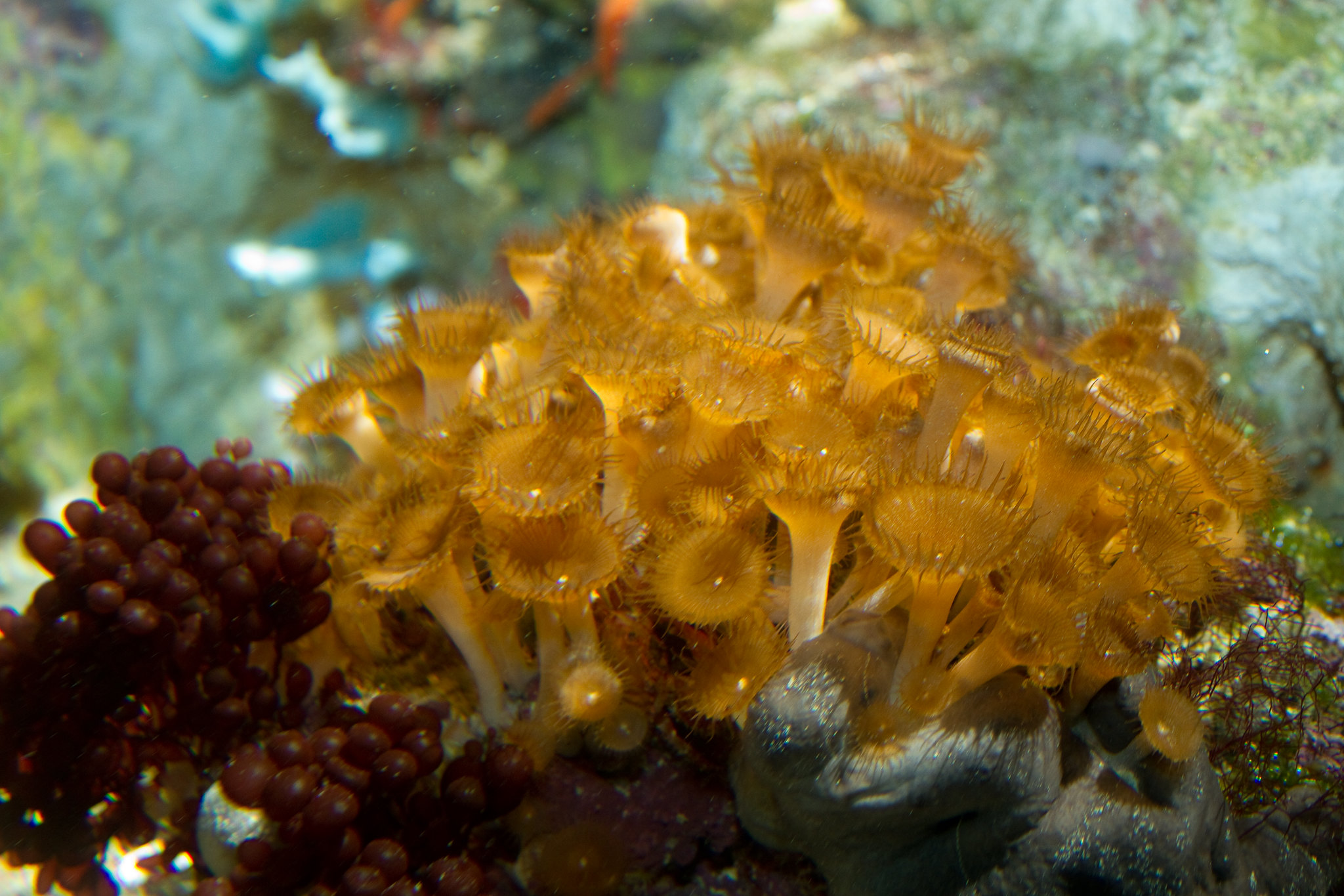 Palytoxin a potent but poorly understood marine toxin found on